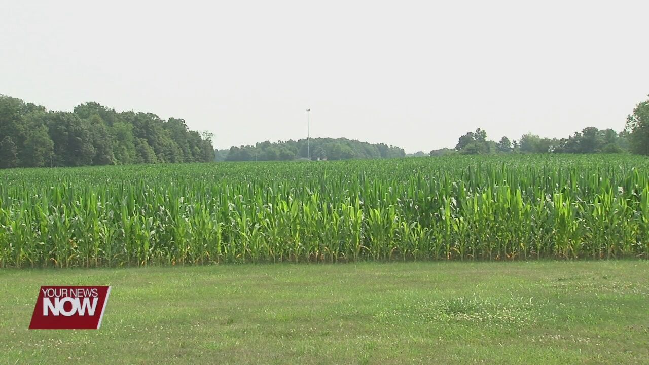 Rain last week and humidity this week is ideal for crop growth, but also pathogens
